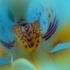 dream-like orchid