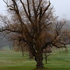 ancient tree