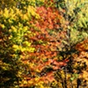 fall trees