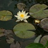 lotus and dragonfly