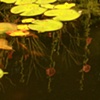flower reflections