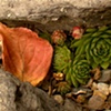 nature's textures