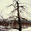 winter apple tree
