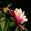 bud to blossom