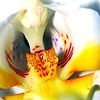 orchid throat