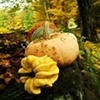 fall squash