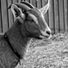 stoic goat