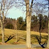 tree shadows