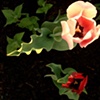 rippling leaf tulip