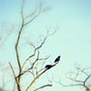 peaceful crows