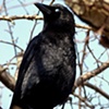 crow of spirit