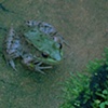 frog