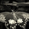 stealth butterfly