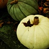 leaf atop squash