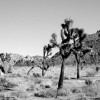 Joshua Tree National Park