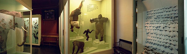 Natural History