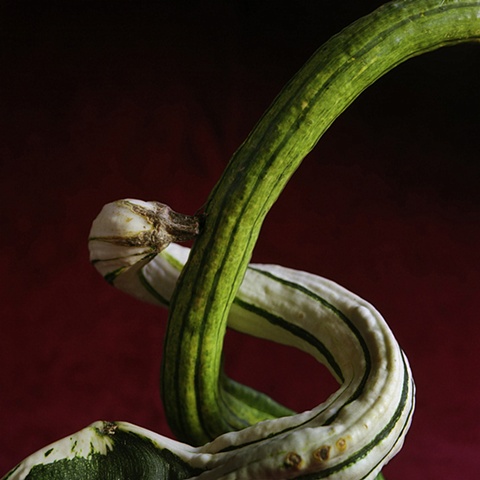 Gourds