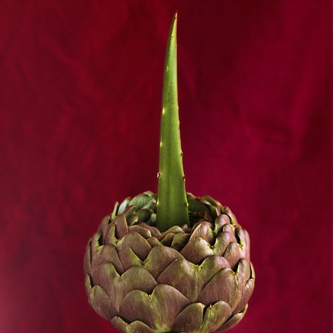 Artichoke