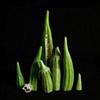 Okra