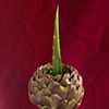 Artichoke