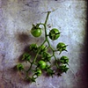 Green Tomatoes
