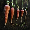 Carrots