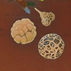 Future Family Tree