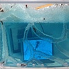 TV Ant Farm