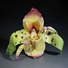 Orchid with Ants