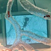 TV Ant Farm