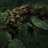 Berries 