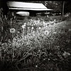 Dandelions 
