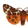 Moth 