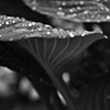 Hosta