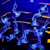 Jellies 