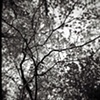 Dogwood 