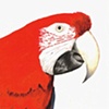 Parrot 