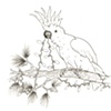 Bulbs and Bird