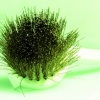 Brush 1