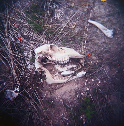 holga, ektar