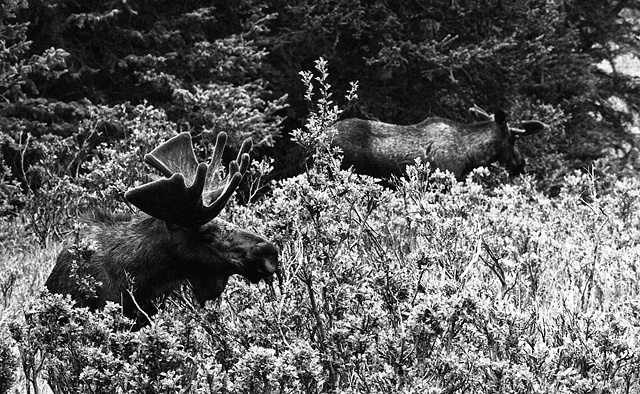 Roadside Moose