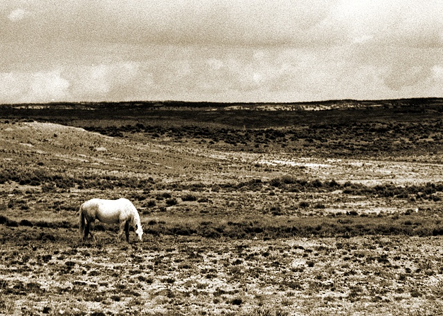 wild horses
