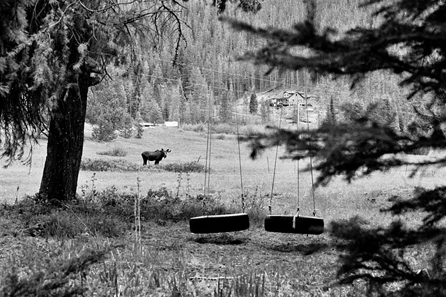Tire Swing