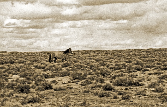wild horse