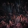 Palmetto