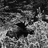 Roadside Moose
