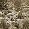 BAREFOOT AS BORN