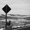 Roadside Assistance