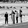 Adolescent Herd