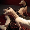 Animal Party Installation